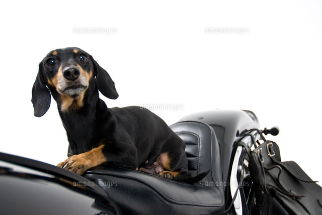 バイクと犬 ダックスフンド の写真素材 イラスト素材 アマナイメージズ