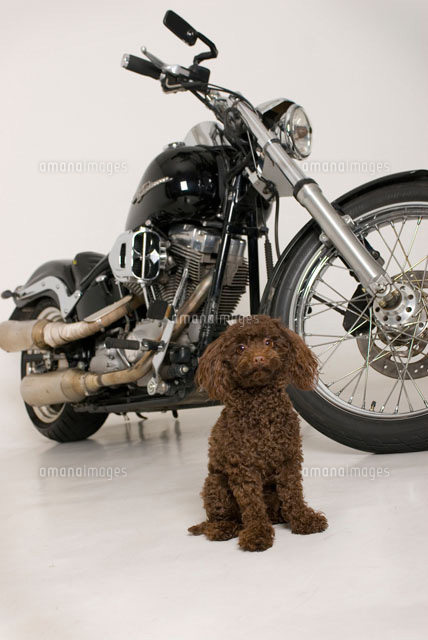 バイクと犬 プードル の写真素材 イラスト素材 アマナイメージズ