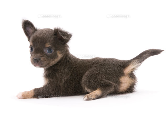 伏せをする犬[02322003146]の写真・イラスト素材｜アマナイメージズ