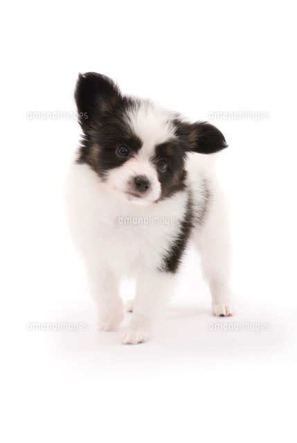 首をかしげる犬 の写真素材 イラスト素材 アマナイメージズ