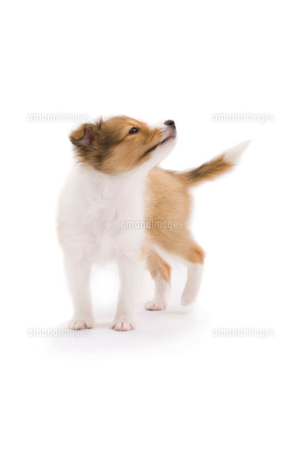 横を向く犬 の写真素材 イラスト素材 アマナイメージズ 横を向く犬 の写真素材 イラスト素材 アマナイメージズ