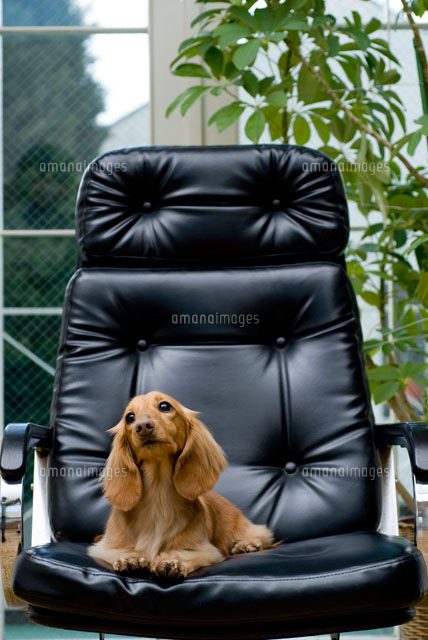 黒い椅子に座る犬 の写真素材 イラスト素材 アマナイメージズ