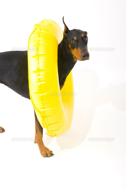 浮き輪と犬 の写真素材 イラスト素材 アマナイメージズ