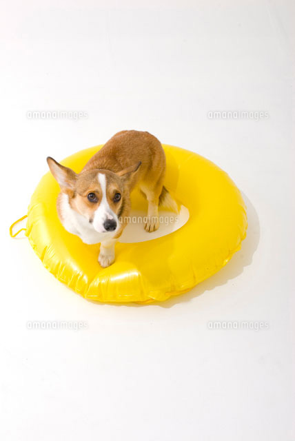 浮き輪と犬 の写真素材 イラスト素材 アマナイメージズ