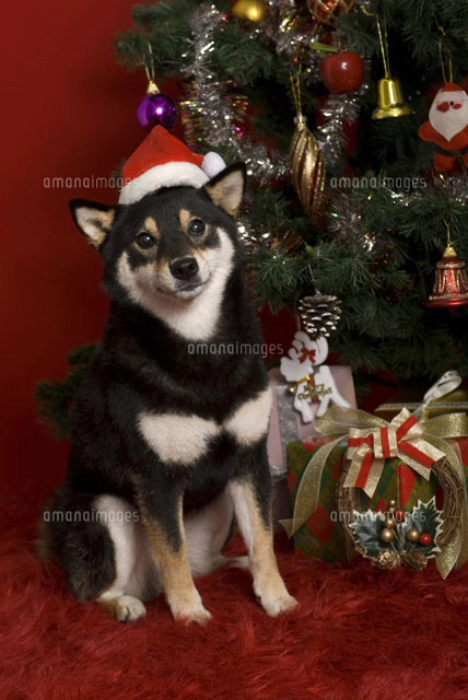 クリスマスツリーと犬 の写真素材 イラスト素材 アマナイメージズ