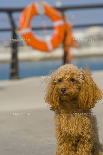 浮き輪と犬 の写真素材 イラスト素材 アマナイメージズ