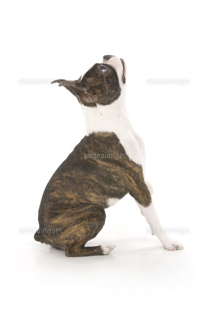 お座りしながら真上を見上げる犬 の写真素材 イラスト素材 アマナイメージズ