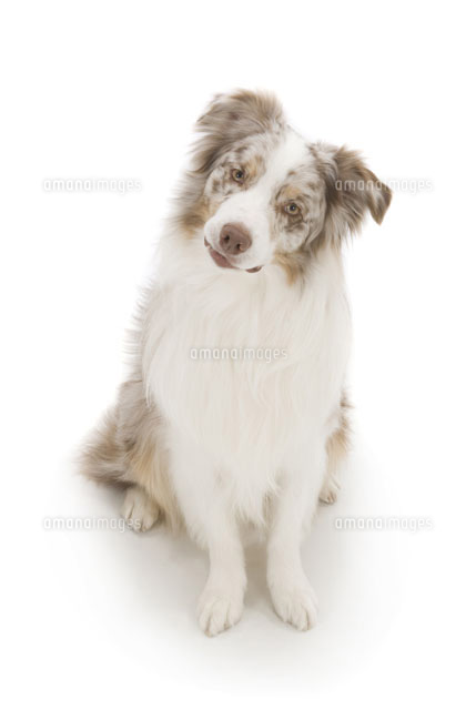 お座りして首をかしげこちらを見つめる犬 の写真素材 イラスト素材 アマナイメージズ