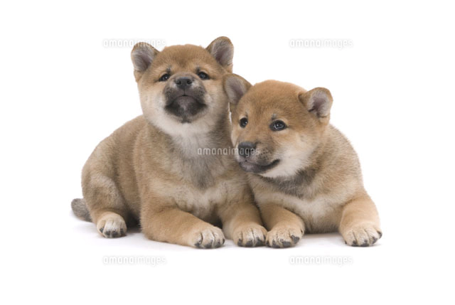 お座りしながら真上を見上げる犬 の写真素材 イラスト素材 アマナイメージズ