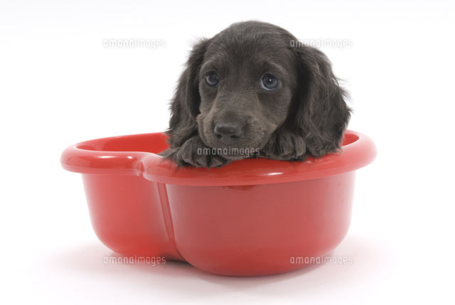 赤い洗面器の中に入ってこちらを見ている犬 の写真素材 イラスト素材 アマナイメージズ