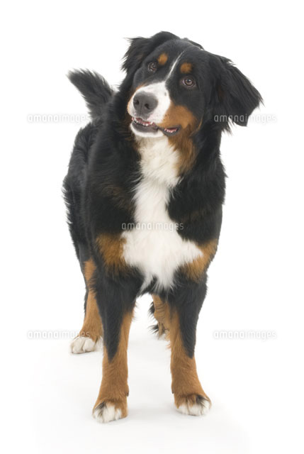 立ちの格好で正面位置 首をかしげこちらを見ている犬 の写真素材 イラスト素材 アマナイメージズ