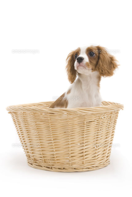 籐かごの中から斜め上を見上げる犬 の写真素材 イラスト素材 アマナイメージズ