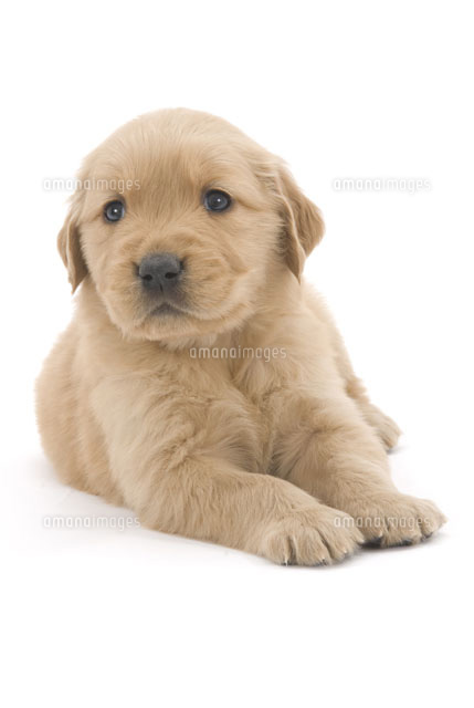 起きたばかりの犬の顔 の写真素材 イラスト素材 アマナイメージズ