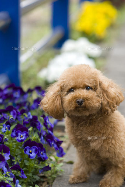 紺色の花の横で座っている犬 の写真素材 イラスト素材 アマナイメージズ