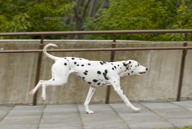 公園内を右に向かって走る犬 a の写真素材 イラスト素材 アマナイメージズ