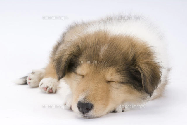 お座りした犬の後ろ姿 の写真素材 イラスト素材 アマナイメージズ