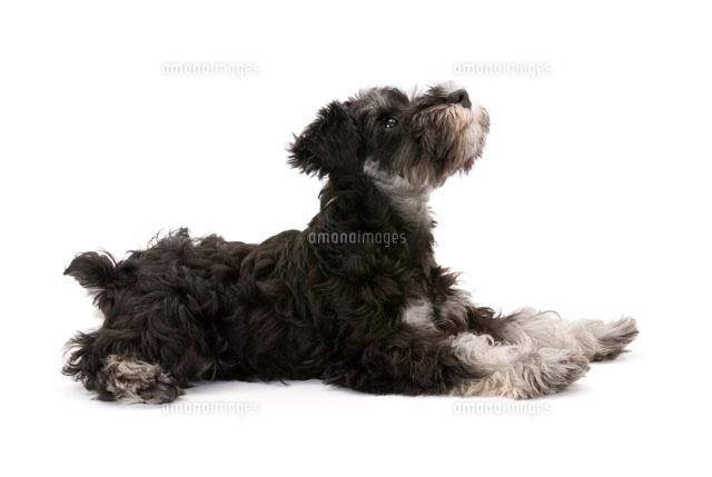 うつ伏せから伸びをする犬 の写真素材 イラスト素材 アマナイメージズ