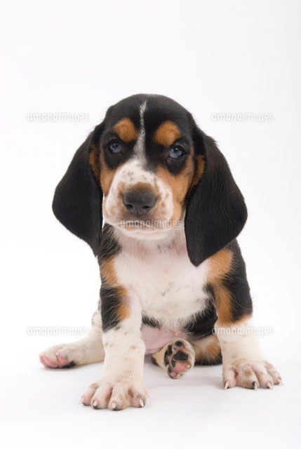 こちらを睨む犬 の写真素材 イラスト素材 アマナイメージズ
