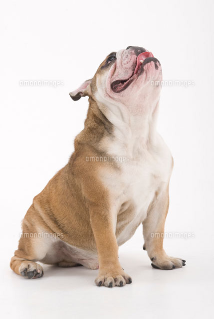 伸びをする犬 の写真素材 イラスト素材 アマナイメージズ