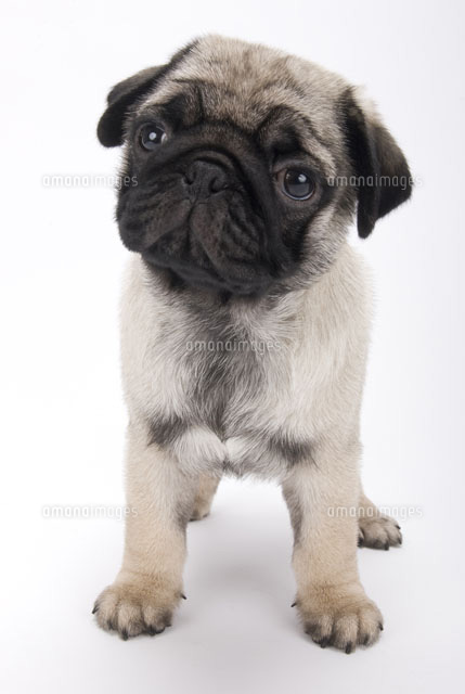 首をかしげる犬 の写真素材 イラスト素材 アマナイメージズ