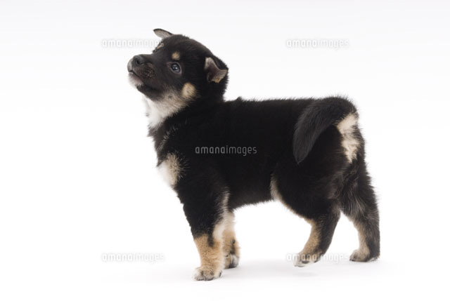 横向きになって見上げる子犬 の写真素材 イラスト素材 アマナイメージズ 横向きになって見上げる子犬 の写真素材 イラスト素材 アマナイメージズ