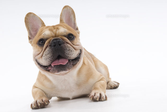 ユニークな顔の犬 の写真素材 イラスト素材 アマナイメージズ