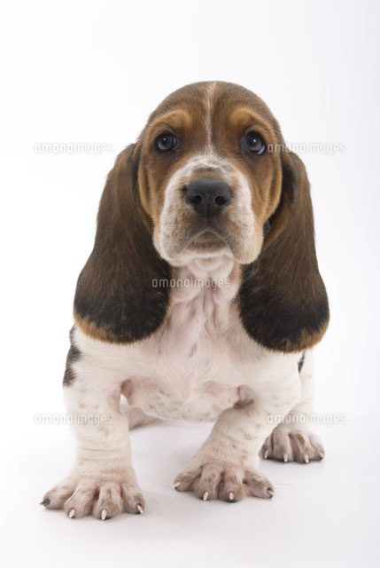 爪が見えるほど指を開いた耳の長い子犬 の写真素材 イラスト素材 アマナイメージズ