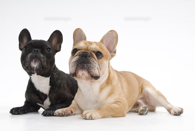 同じポーズでくつろぐ犬2頭 の写真素材 イラスト素材 アマナイメージズ