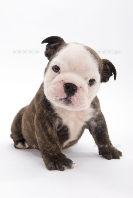 首をかしげる子犬 の写真素材 イラスト素材 アマナイメージズ