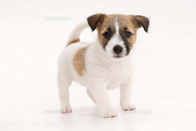 前足を伸ばす犬 の写真素材 イラスト素材 アマナイメージズ 前足を伸ばす犬 の写真素材 イラスト素材 アマナイメージズ