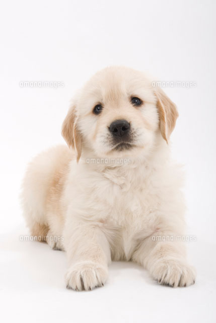 ふせをする子犬[02322004847]の写真・イラスト素材｜アマナイメージズ