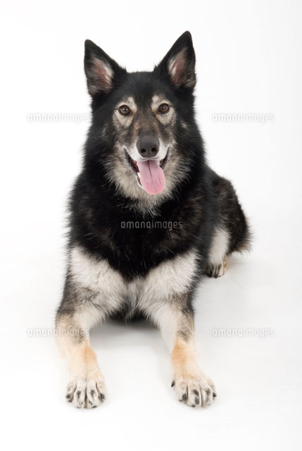 正面を向く犬 の写真素材 イラスト素材 アマナイメージズ