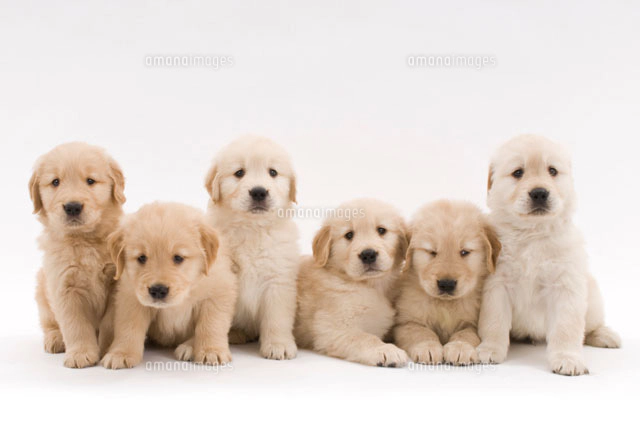 前足を伸ばす犬 の写真素材 イラスト素材 アマナイメージズ 前足を伸ばす犬 の写真素材 イラスト素材 アマナイメージズ