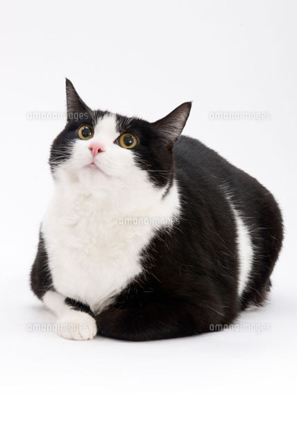 伏せて上を向いている猫 の写真素材 イラスト素材 アマナイメージズ