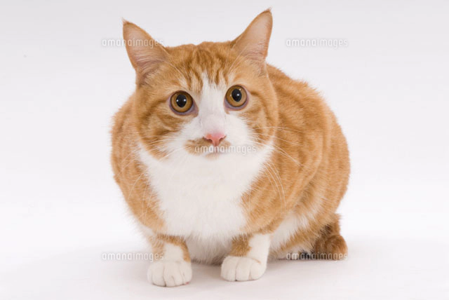 伏せて見つめている猫[02322005009]の写真・イラスト素材｜アマナ