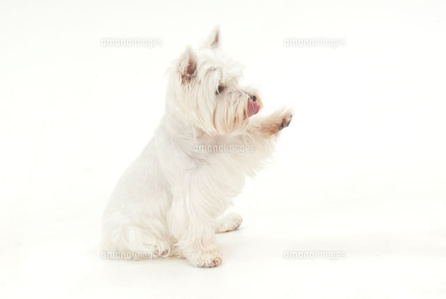 お手をしている犬 の写真素材 イラスト素材 アマナイメージズ