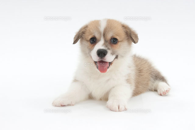 伏せをしている犬 の写真素材 イラスト素材 アマナイメージズ