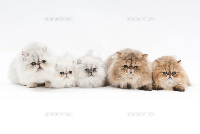 5匹の猫 の写真素材 イラスト素材 アマナイメージズ