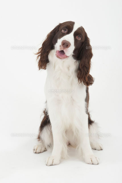 お座りをして首をかしげている犬 の写真素材 イラスト素材 アマナイメージズ