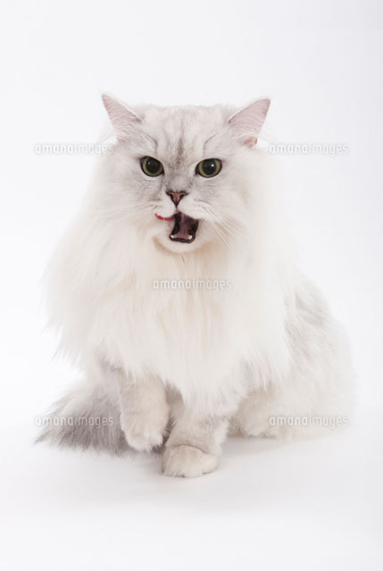 座って口を開けている猫 の写真素材 イラスト素材 アマナイメージズ