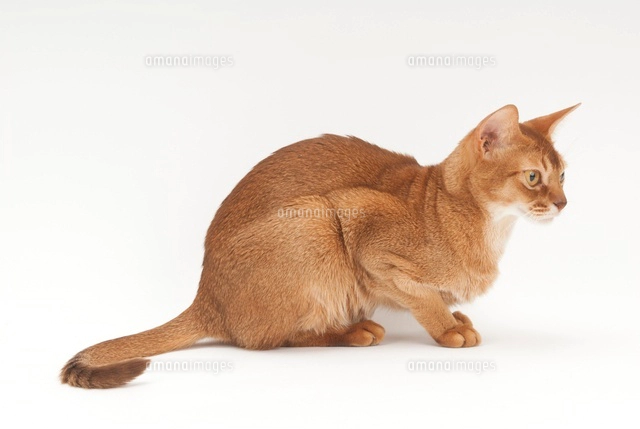横を向いて座っている猫 の写真素材 イラスト素材 アマナイメージズ