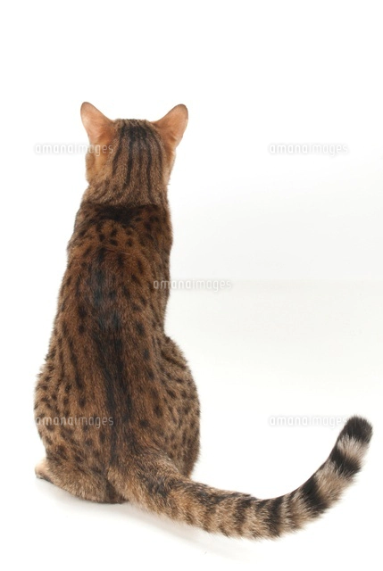 じゃれている猫 の写真素材 イラスト素材 アマナイメージズ