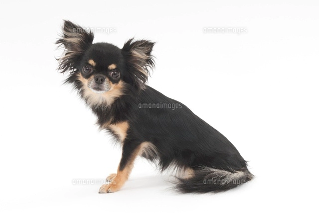 横を向いてお座りをしている犬 の写真素材 イラスト素材 アマナイメージズ