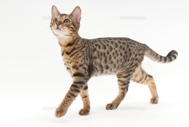 歩いている猫 の写真素材 イラスト素材 アマナイメージズ