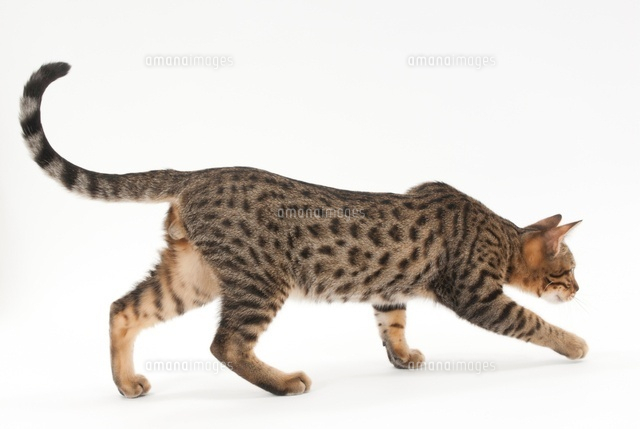 歩いている猫 の写真素材 イラスト素材 アマナイメージズ