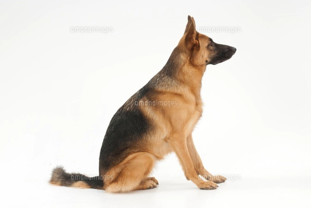 お座りをして振り向いている犬 の写真素材 イラスト素材 アマナイメージズ