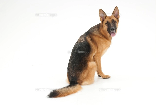 横を向いてお座りをしている犬 の写真素材 イラスト素材 アマナイメージズ