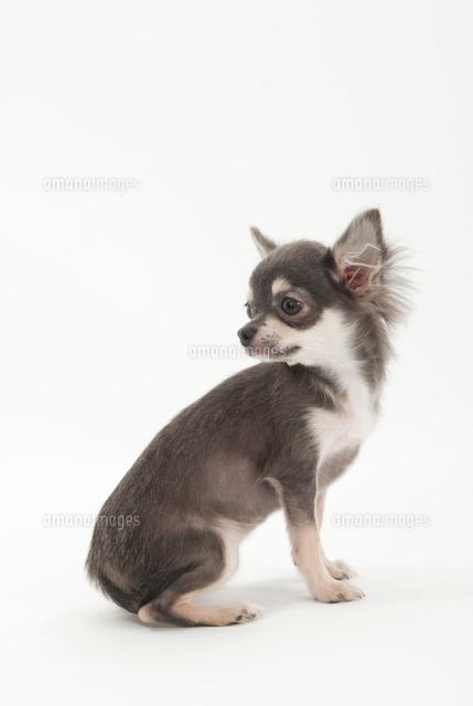 横を向いてお座りをしている仔犬 の写真素材 イラスト素材 アマナイメージズ