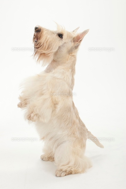 前足を上げて立っている犬 の写真素材 イラスト素材 アマナイメージズ