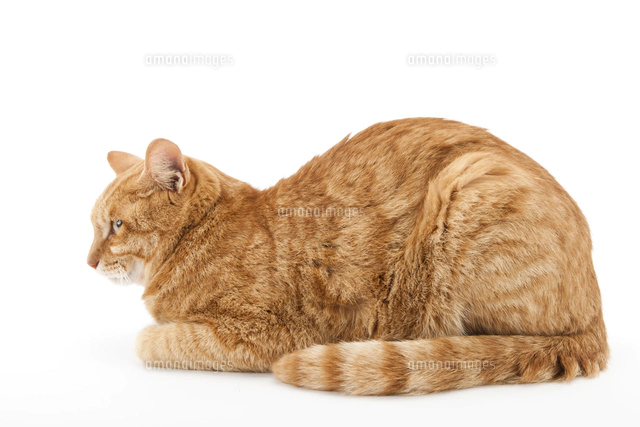 横を向いて伏せている猫 の写真素材 イラスト素材 アマナイメージズ